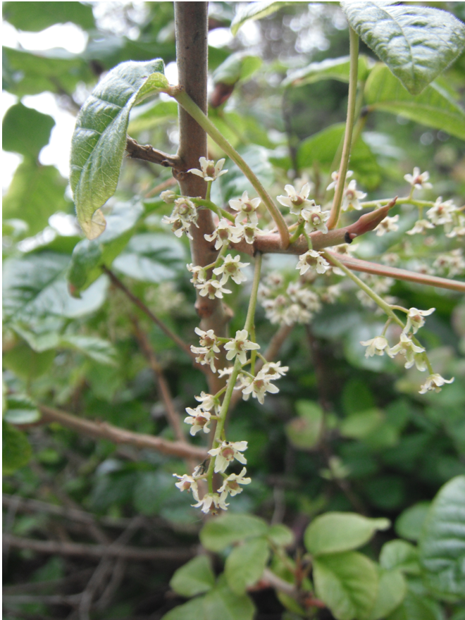 poison-oak-flowers