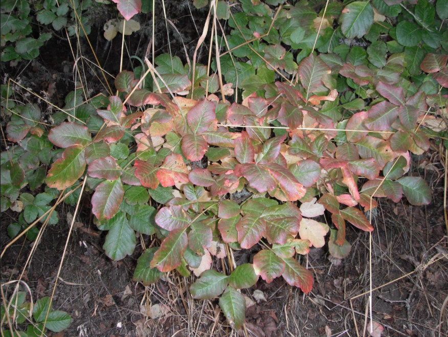 toxicodendron-diversilobum-plant