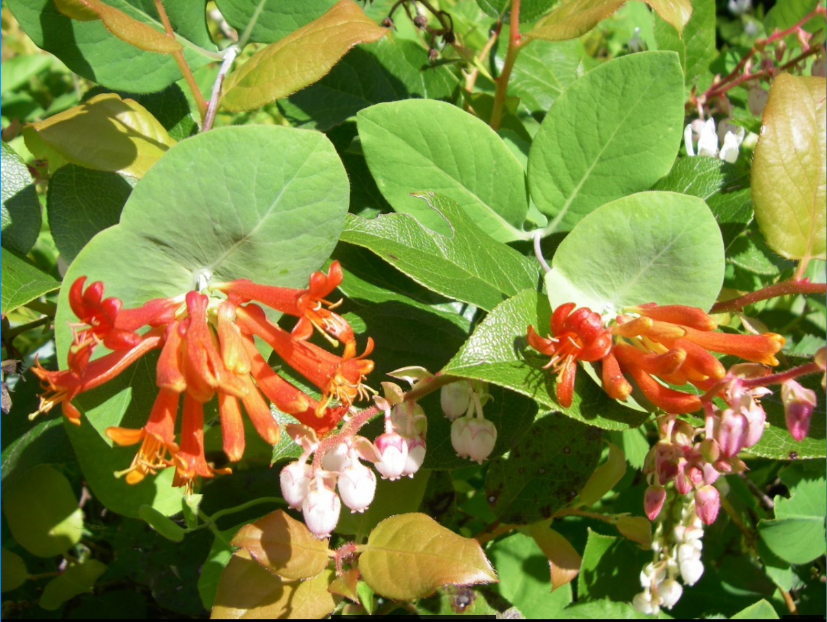 Trumpet Honeysuckle flowers