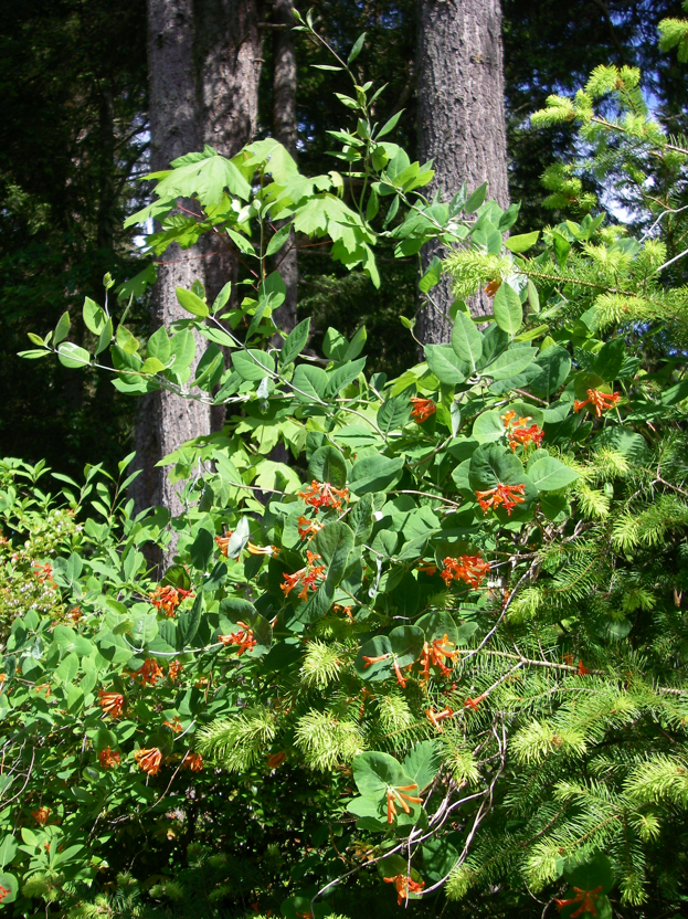 Trumpet Honeysuckle, Lonicera ciliosa - Native Plants PNW