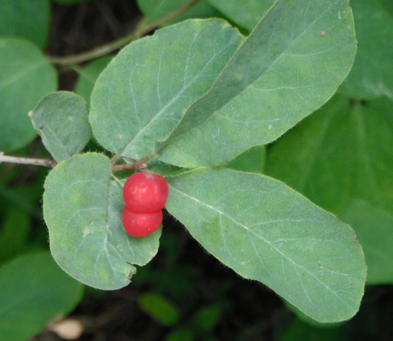 Black Twinberry Lonicera involucrata Native Plants PNW