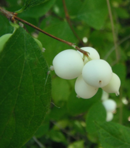 Snowberry Symphoricarpos Albus with White Berries on Bush Close-up. Stock  Image - Image of snow, common: 260517641