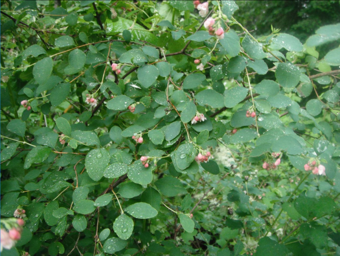 Symphoricarpos albus (Common Snowberry, Upright snowberry, White snowberry)