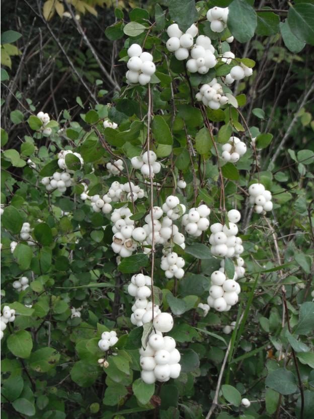 White Svidina - Poisonous White Berries And Green Bush Leaves Stock Photo,  Picture and Royalty Free Image. Image 83475912.