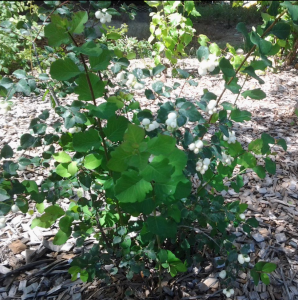 White berries Symphoricarpos albus laevigatus Common snowberry - Photo  #5234 - motosha