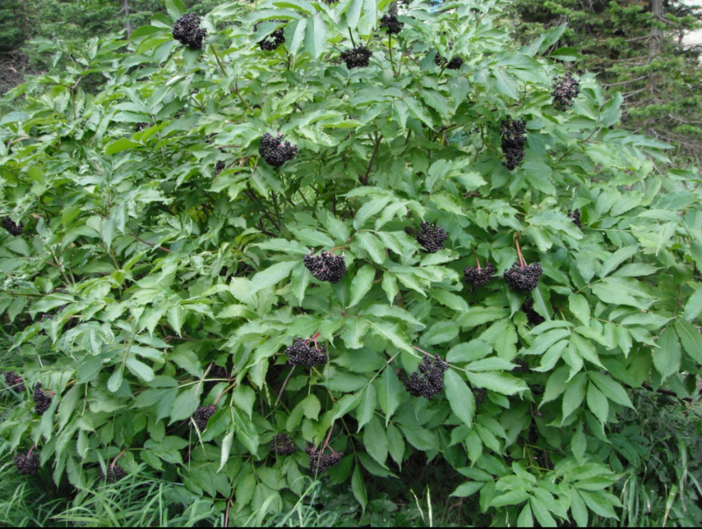 elder trees in california