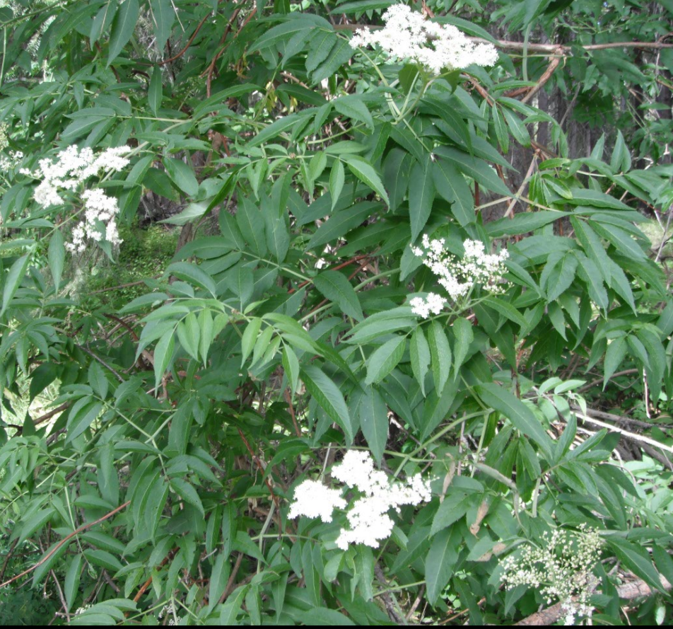 elder trees in california