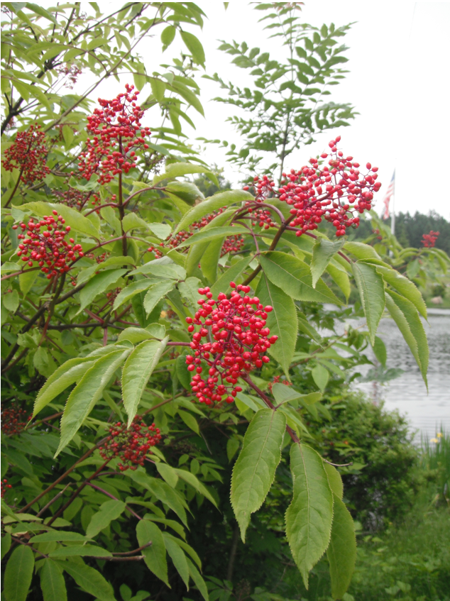 kupon optager Som regel Red Elderberry, Sambucus racemosa | Native Plants PNW