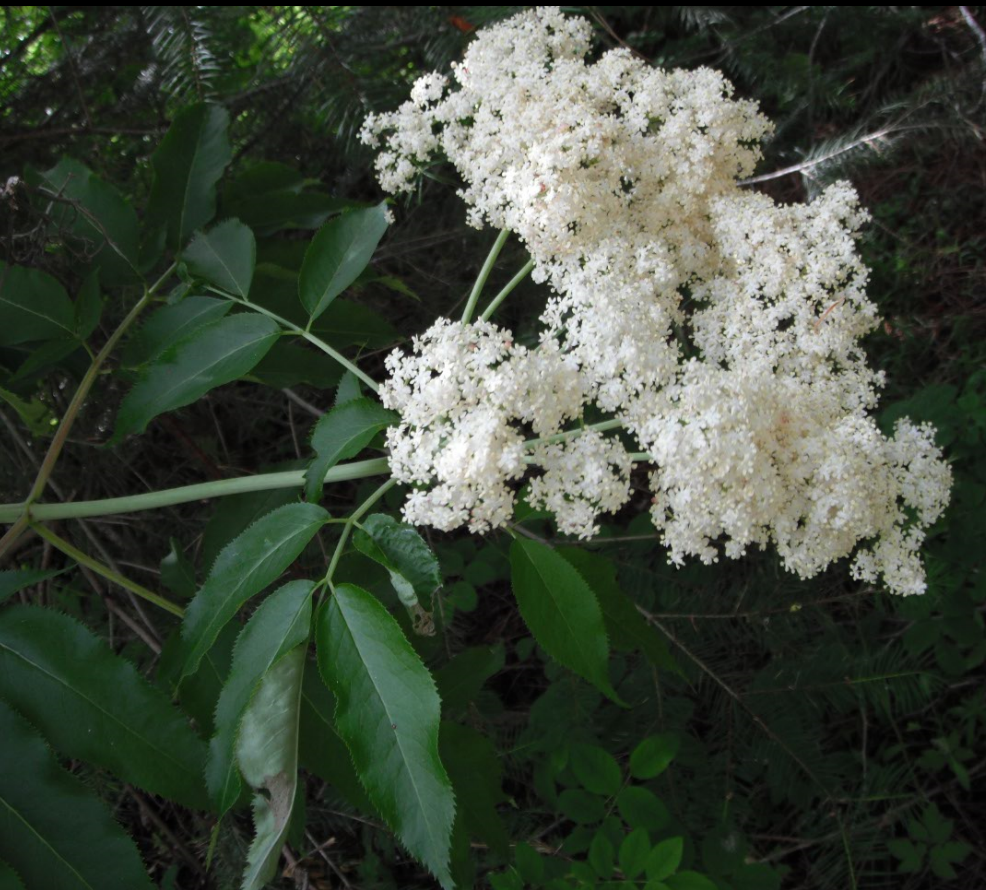 White Elderberries Information and Facts