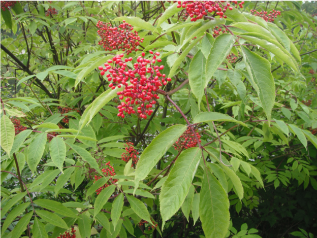 RED ELDERBERRY TREE SEEDS Sambucus racemosa 20 Organic High Yeilding 