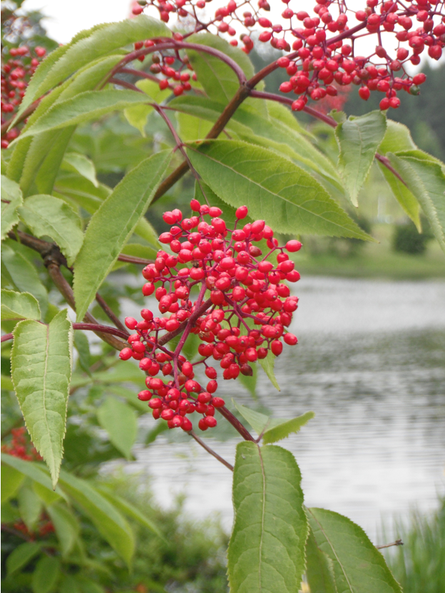 Red Elderberry, Sambucus racemosa Native Plants PNW