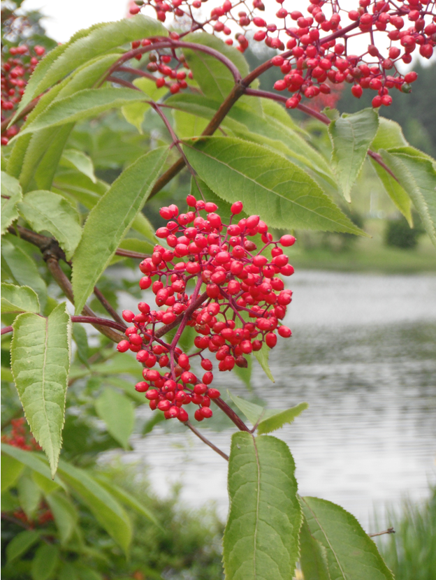 Red Elderberry Sambucus Racemosa Native Plants PNW Red Elderberry Sambucus Racemosa Native Plants PNW