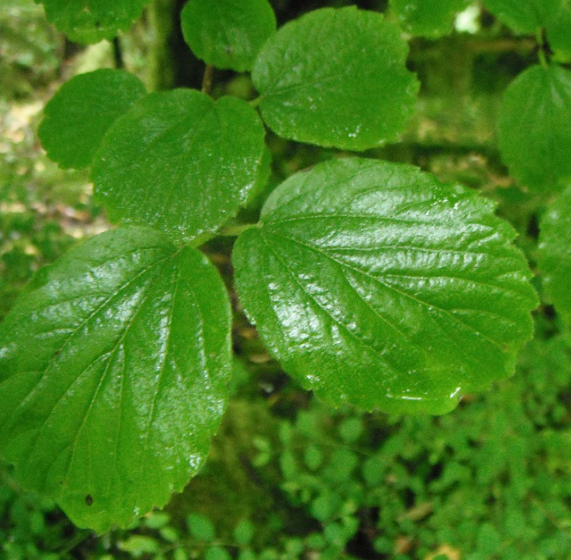 Ovalleaved Viburnum, Viburnum ellipticum Native Plants PNW