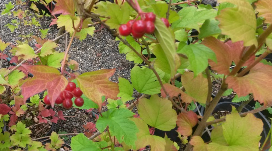 Showy, Fall Color Shrub Seeds Viburnum trilobum American Highbush Cranberry