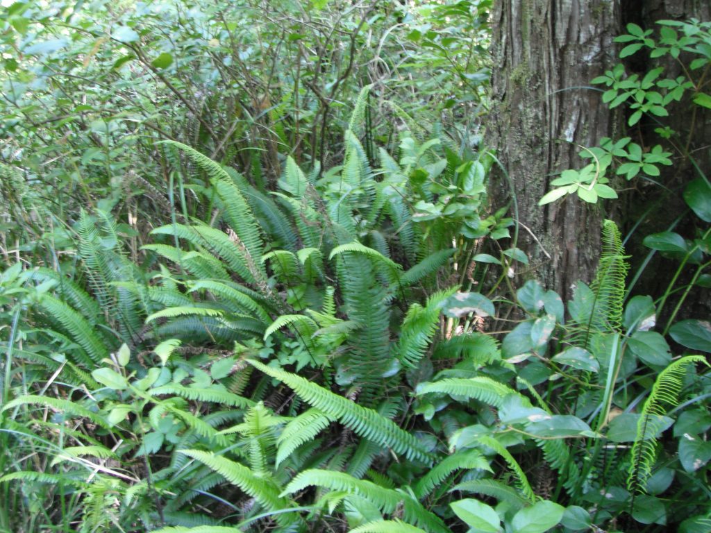 Brass Hook Deer – Fern