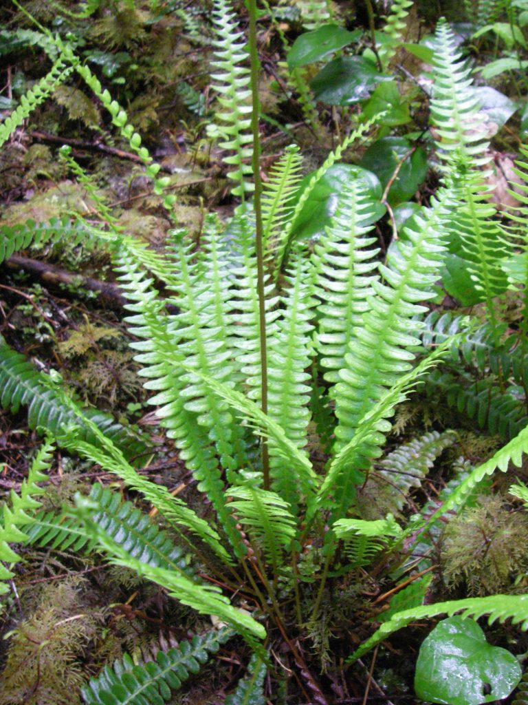 Brass Hook Deer – Fern