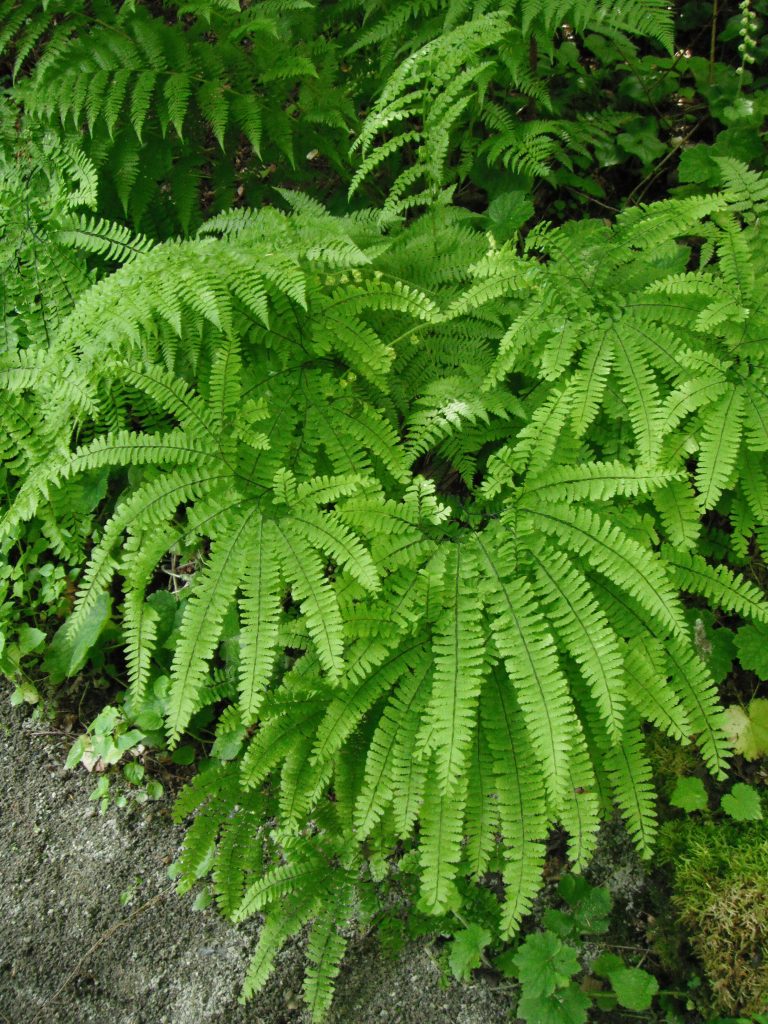 Consortium of Midwest Herbaria - Dryopteris