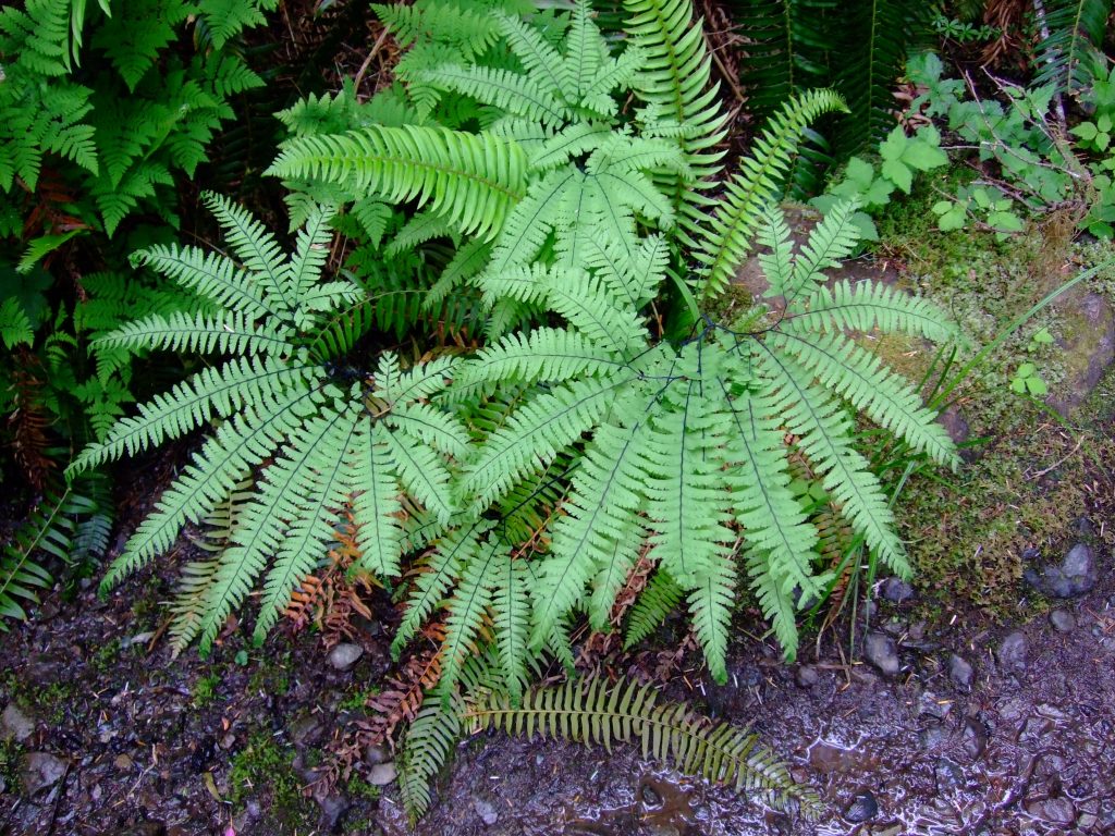 Ferns Native Plants PNW