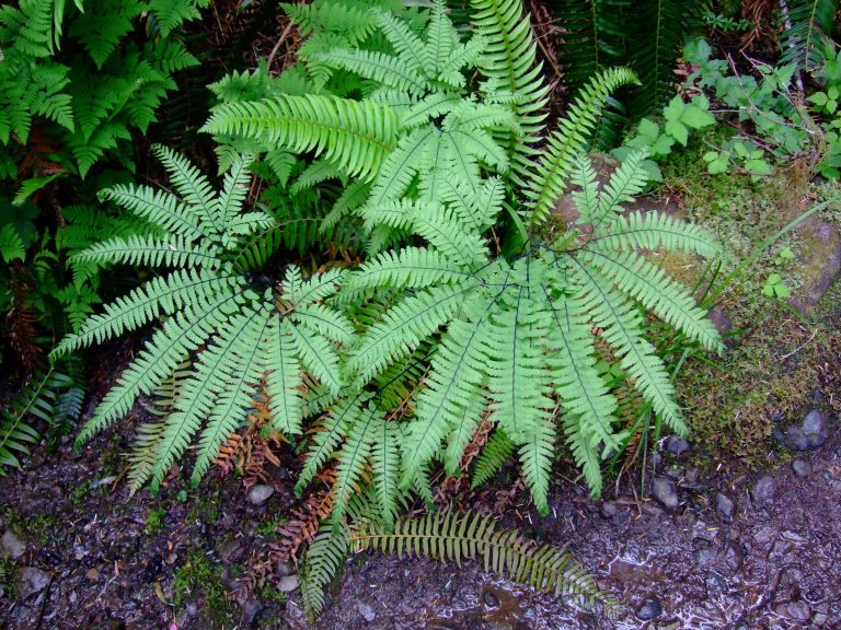 Western Maidenhair Fern, Adiantum aleuticum Native Plants PNW
