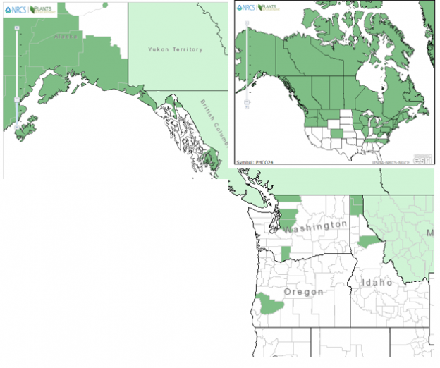 Ferns Native Plants PNW