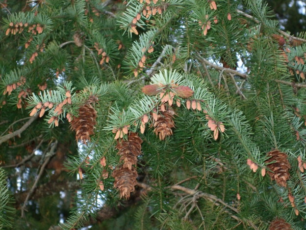 Douglas Fir, Pseudotsuga menziesii | Native Plants PNW