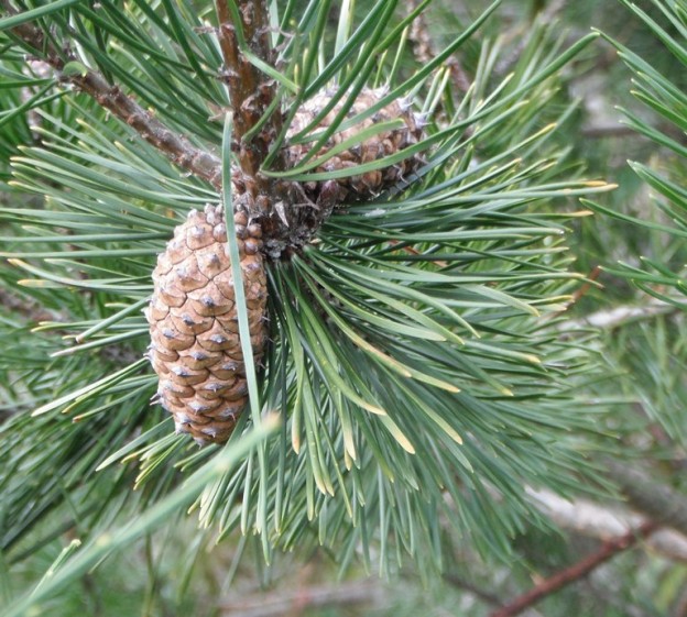 Shore Pine, Pinus contorta | Native Plants PNW