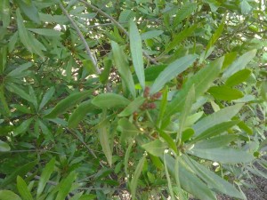 Pacific Wax Myrtle, Morella californica | Native Plants PNW