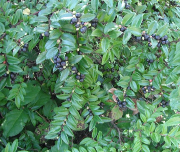 Evergreen Huckleberry, Vaccinium ovatum Native Plants PNW