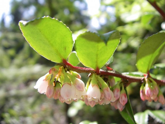 Evergreen Huckleberry, Vaccinium ovatum | Native Plants PNW