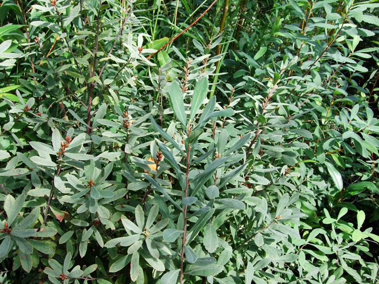 sweet-gale-myrica-gale-native-plants-pnw