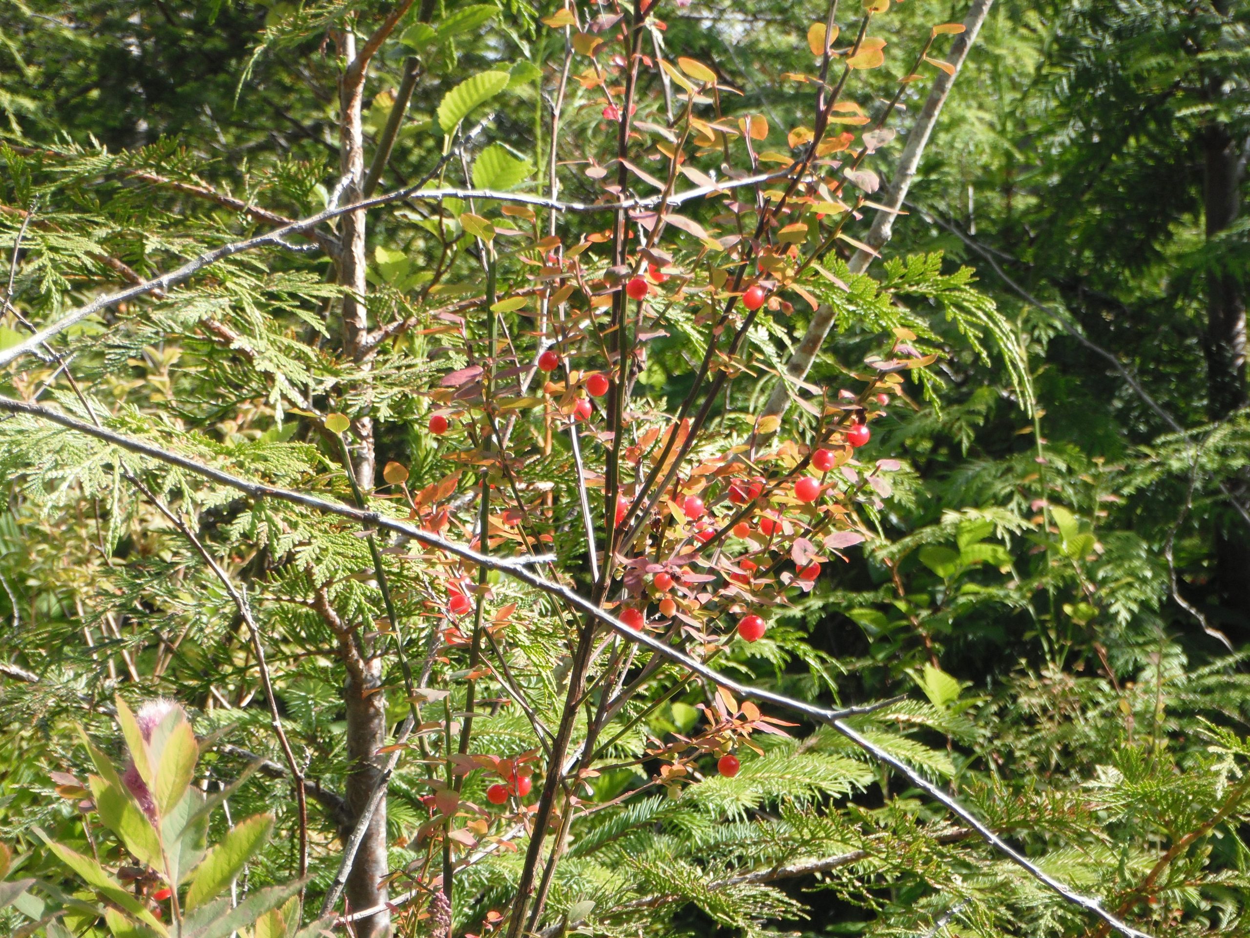 Image of Wildflowers huckleberry companion plant