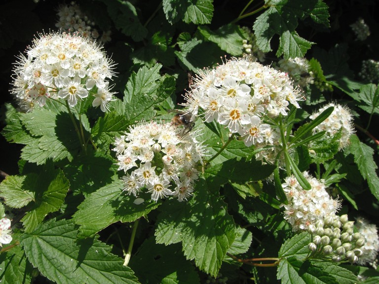 Pacific Ninebark Physocarpus Capitatus Native Plants Pnw