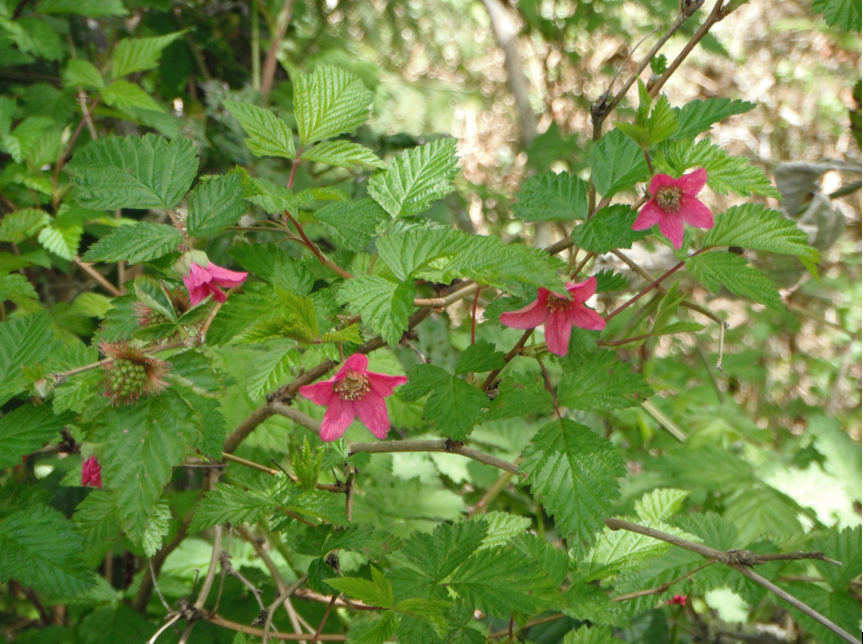 Salmon Berry Plant at Ernestine Sanders blog