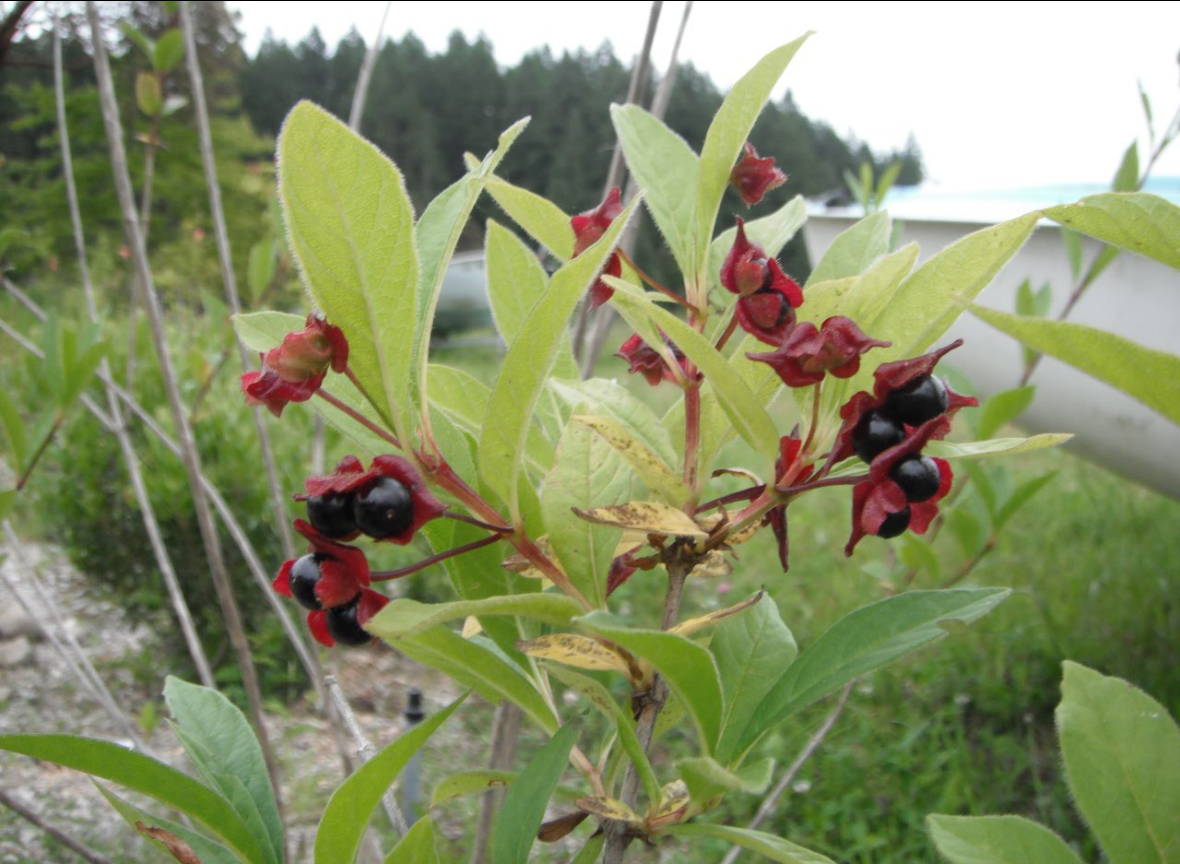 honeysuckle tree berries