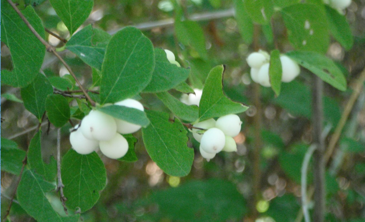 Snowberry (symphoricarpos rivularis), close up of the familiar white berries  that appear in the autumn on the popularily planted shrub Stock Photo -  Alamy