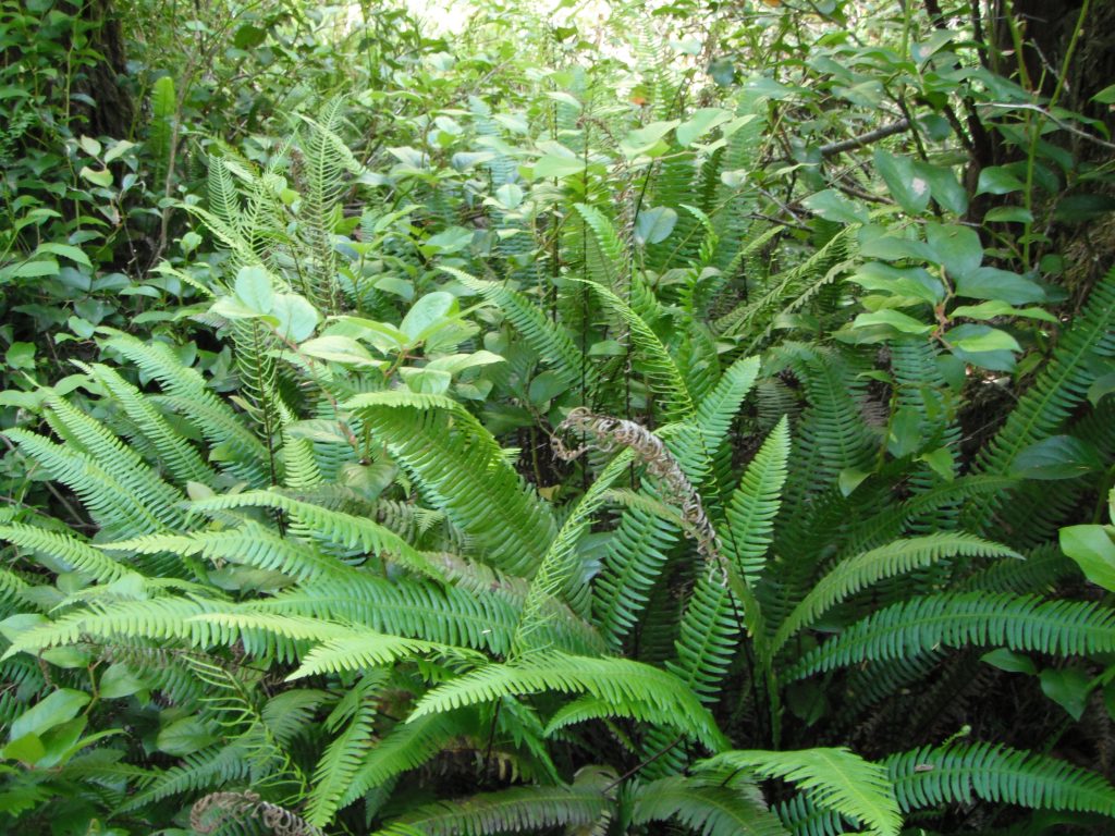 Deer Fern, Blechnum spicant | Native Plants PNW